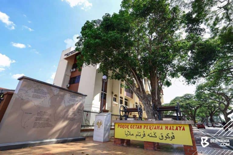 oldestrubbertree-in-malaysia